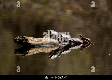 Östlichen Painted Schildkröten, Chrysemys Picta Picta, auf einem Baumstamm in Farmington River in Tariffville, Connecticut. Stockfoto