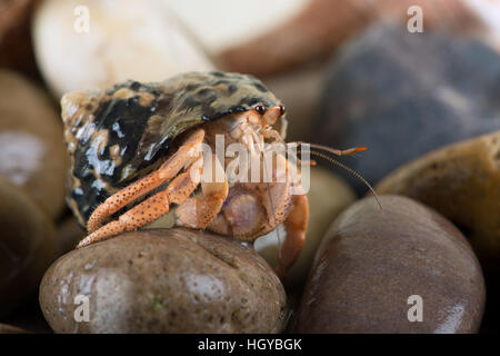 Karibik-Einsiedlerkrebs (Coenobita Clypeatus) Stockfoto