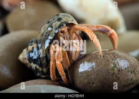 Karibik-Einsiedlerkrebs (Coenobita Clypeatus) Stockfoto