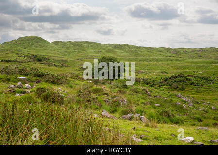 einzigen Baum und Berge auf den Kerry Way in Irlands Wilde Atlantik Weg Stockfoto