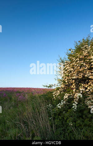 Weißdorn Hecke in voller Blüte neben einem breiten Feldrand gesät mit Wildblumen in der Nähe von Holdenby, Northamptonshire, England Stockfoto