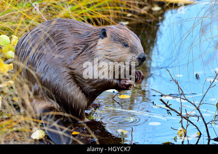 Ein Biber 'Castor Canadenis'; sitzen auf der Seite einen Teich Stockfoto