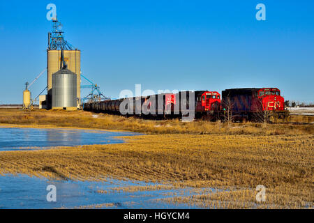 Eine kanadische National Freight Train laden Getreide aus der Lagerung von Getreide Terminal in Morinville Alberta, Kanada. Stockfoto