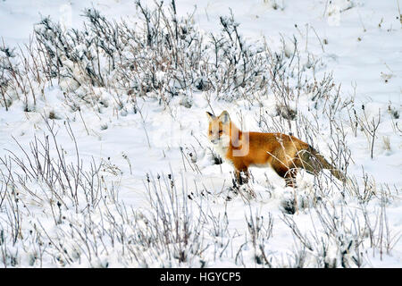 Eine Rotfuchs "Vulpes Vulpes";  auf der Jagd im Winterschnee in Alberta, Kanada Stockfoto