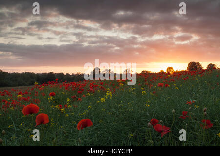 Lebhafte rote Mohnblumen wächst unter einem Feld von Raps bei Sonnenuntergang in der Nähe des Dorfes Ravensthorpe in Northamptonshire, England Stockfoto