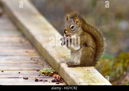Ein Eichhörnchen Tamiasciurus Hudsonicus; sitzen auf der Promenade einen Fichte Kegel zwischen seinen Pfoten hält. Stockfoto