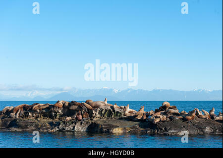 Steller Seelöwe (Eumetopias Jubatus) auch bekannt als die nördlichen Seelöwen und Steller's Sea Lion auf Felsen in der Nähe von Valdes Isand, Britisch-Kolumbien, Kanada Stockfoto