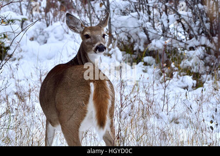 Ein White-Tail Reh {Odocoileus Virginianus} blickt zurück um zu sehen, wenn keine Gefahr ihr folgende Stockfoto