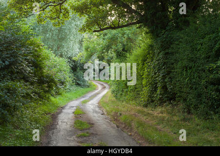 Einen engen, gewundenen Feldweg, umrahmt von einer Platane und hohen Hecken an einem Sommerabend in Northamptonshire, England Stockfoto