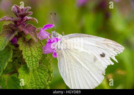 Schmetterling, Fütterung auf lila Toten-Brennessel, Lamium purpureum Stockfoto