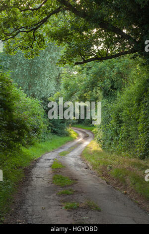 Einen engen, gewundenen Feldweg, umrahmt von einer Platane und hohen Hecken an einem Sommerabend in Northamptonshire, England Stockfoto