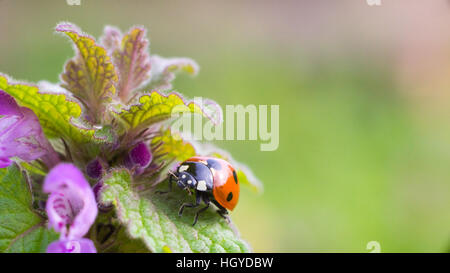 Marienkäfer auf lila Toten-Nessel Lamium purpureum Stockfoto