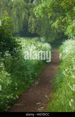 Kuhsilie wächst auf beiden Seiten eines gewundenen Pfades mit nur einem Hauch von Morgennebel, in der Nähe des Dorfes Harlestone, Northamptonshire, England Stockfoto