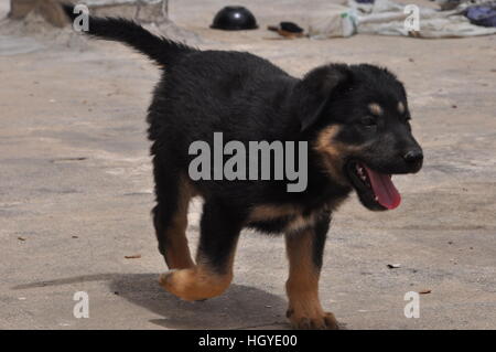 Halbe halbe Canaan Schäferhund Stockfoto