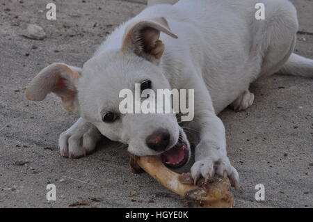 Hund einen Knochen zu kauen Stockfoto