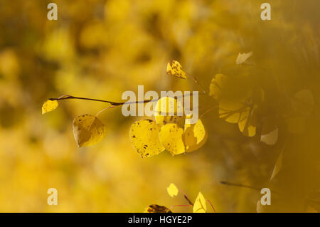 Aspen Blätter im Herbst an einem Berghang in New Mexico. Stockfoto