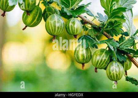 Frische grüne Stachelbeeren. Bio-Beeren Closeup auf einem Zweig der Stachelbeere Busch wachsen. Reife Stachelbeere In den Obstgarten. Getönten Sofortbild Stockfoto