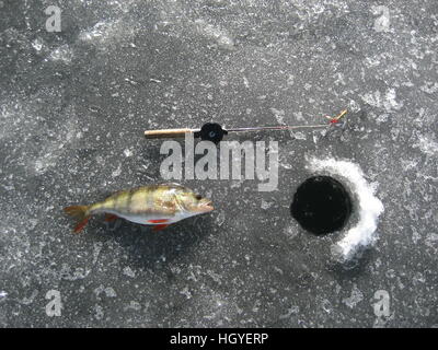 Eisfischen, Europäischer Barsch (Perca fluviatilis)/Fisch auf Eis Stockfoto