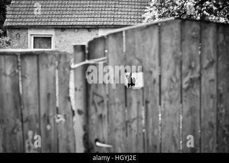 Hund läuft im eingezäunten Garten Stockfoto