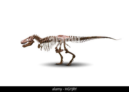 Tyrannosaurus Skelett isoliert auf weiss. Stockfoto