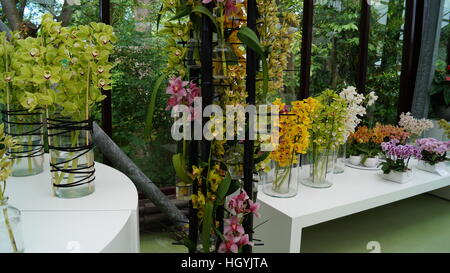 Orchidee im Keukenhof Blumenfest, Holland Stockfoto