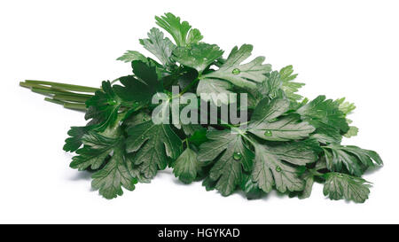 Haufen von flach-leaved Petersilie (Petroselinum Crispum). Schneidepfade, Schatten getrennt Stockfoto