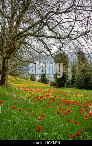 Wiese voller Frühling Blumen, rote und gelbe Tulpen (Tulipa), Mainau, Bodensee, Baden-Württemberg, Deutschland Stockfoto