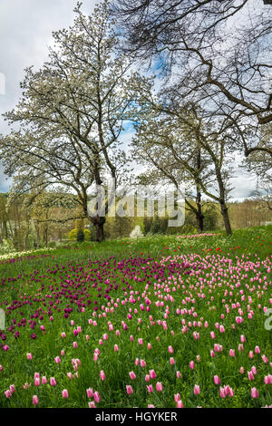 Wiese voller Blumen, rosa und lila Tulpen (Tulipa), Mainau, Bodensee, Baden-Württemberg, Deutschland Stockfoto