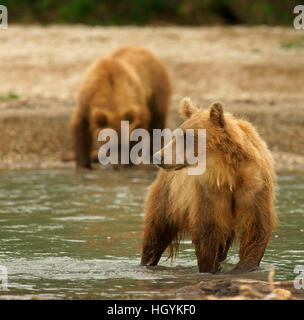 Braunbären (Ursus Arctos) in Wasser, Kurilen See, Kamtschatka, Russland Stockfoto