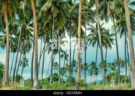 Kokospalmen am tropischen Strand in Koh Samui, Thailand Stockfoto