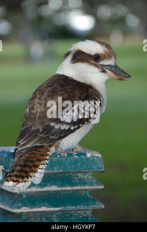 Laughing Kookaburra (Dacelo Novaeguineae), Sydney, Australien Stockfoto