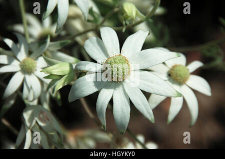 Flanell-Blumen (Actinotus Helianthi), Sydney, New South Wales, Australien Stockfoto