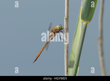 Green-Eyed oder Norfolk Hawker (Aeshna drehbar): Libelle auf Phragmites Reed Stamm in Norfolk Broads, vor blauem Hintergrund Stockfoto