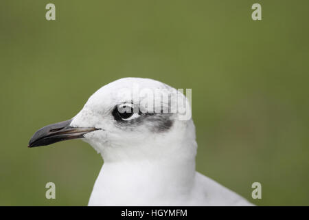 Schwarzkopfmöwe (Larus Melanocephalus), Nahaufnahme des Kopfes eines Vogels erster Winter, einem sauberen grünen Hintergrund Stockfoto