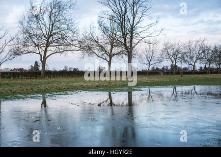Windsor, UK. 13. Januar 2017. Eine große Pfütze neben der Long Walk im Windsor Great Park eingefroren. Bildnachweis: Mark Kerrison/Alamy Live-Nachrichten Stockfoto