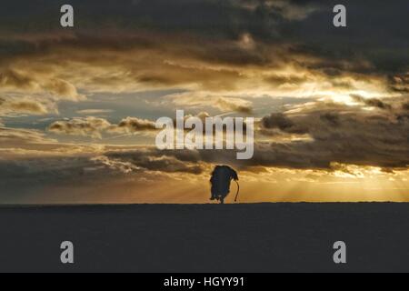 West Bay, Dorset, UK. 14. Januar 2017. Großbritannien Wetter.  Ein laufender Hund ist von einem herrlichen Sonnenuntergang nach einem kalten Tag auf der Küste von Dorset Silhouette. Bildnachweis: Tom Corban/Alamy Live-Nachrichten Stockfoto