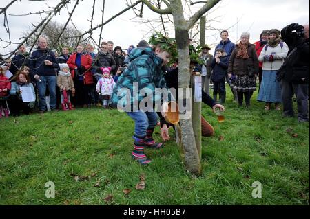 Vergnügt in Bridport Obstgarten in Dorset, UK, Menschen genießen die alte heidnische Tradition des rezitieren Beschwörungen, Fütterung und singen auf den Bäumen um eine gute Ernte Kredit zu fördern: Finnbarr Webster/Alamy Live News Stockfoto