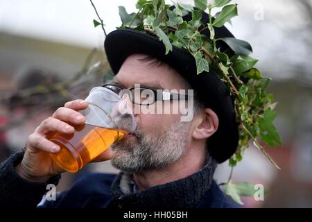 Vergnügt in Bridport Obstgarten in Dorset, UK, Menschen genießen die alte heidnische Tradition des rezitieren Beschwörungen, Fütterung und singen auf den Bäumen um eine gute Ernte Kredit zu fördern: Finnbarr Webster/Alamy Live News Stockfoto