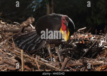 Australische Pinsel oder Busch Türkei Stockfoto