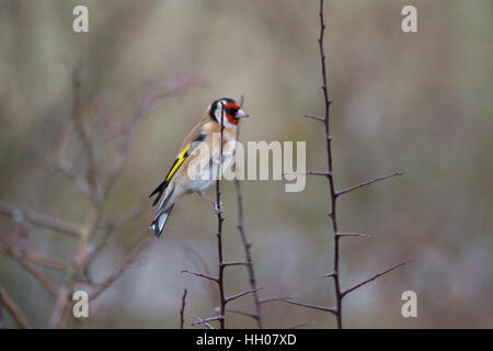 Europäische stieglitz oder nur Stieglitz (Carduelis carduelis) gehockt Stockfoto
