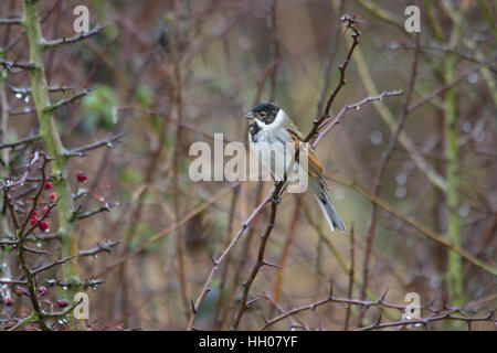 Männliche gemeinsamen Reed Bunting (Emberiza Schoeniclus) Stockfoto