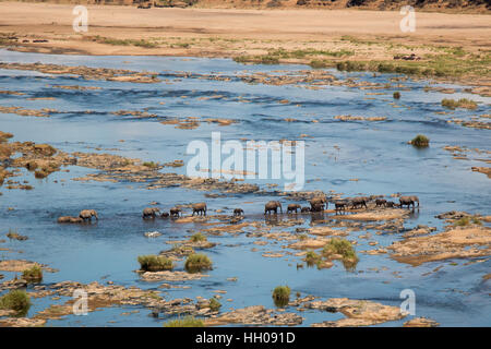 Eine Herde Elefanten, die Überquerung des Olifants-Flusses im Kruger National Park, Mpumalanga, Südafrika. Stockfoto