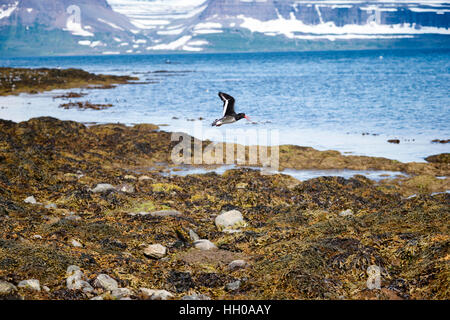 Black Guillemot im Flug und der bergigen Westfjorde Halbinsel Nordwesten Islands von Vigur Insel in Isafjördur Bucht gesehen. Geringer Tiefe o Stockfoto