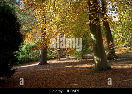 Menschen zu Fuß in Buche Wald im Herbst Farben Batsford Arboretum de Stockfoto