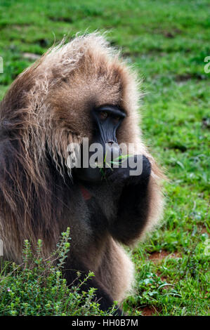 Gelada Pavian (Theropithecus Gelada), Simien Mountains Nationalpark, Amhara Region, Nord-Äthiopien. Die Kälte (Theropithecus Gelada) ist eine Art von p Stockfoto