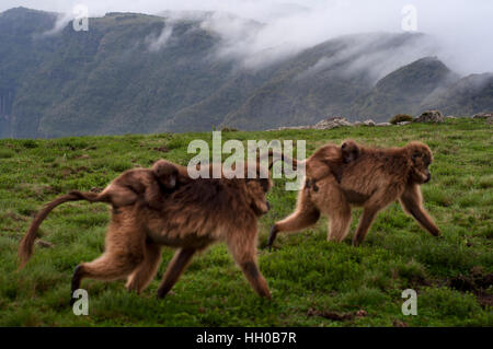 Gelada Pavian (Theropithecus Gelada), Simien Mountains Nationalpark, Amhara Region, Nord-Äthiopien. Gelada Paviane sind endemische Affen aus dem Simie Stockfoto