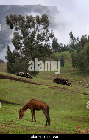 Simien Mountains Nationalpark, Amhara Region, Nord-Äthiopien. Ein Pferd weidet in einem Tal der Simien Mountains. Es kann nicht gehen, also irreführend. Die Si Stockfoto