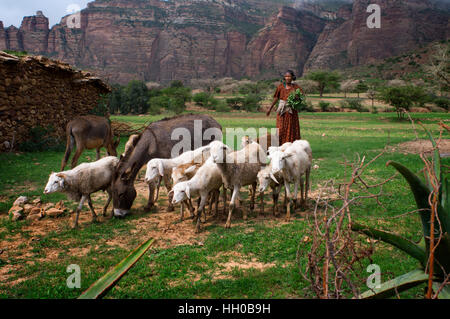Geraltä Berge, nahe Hawzen, östlichen Tigray, Äthiopien. Eine Land-Frau geht ihr Vieh auf der Ebene der Geraltä Berge. Im Herzen von Ti Stockfoto
