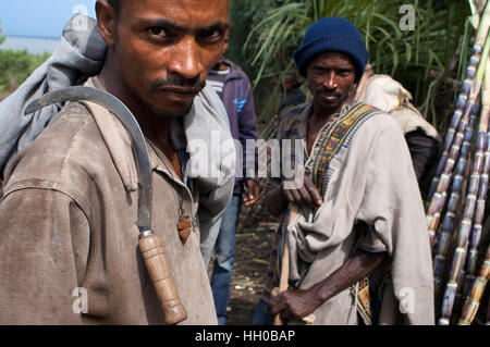 Straße zwischen Wukro nach Mekele, Äthiopien. Mehrere Arbeitnehmer schneiden Sugar Canes auf der Straße von Wukro, Mekele. In Wukro, in der Region Tigray, Nord-o Stockfoto