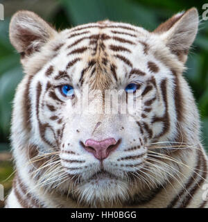 Nahaufnahme von einem weißen tiger Stockfoto